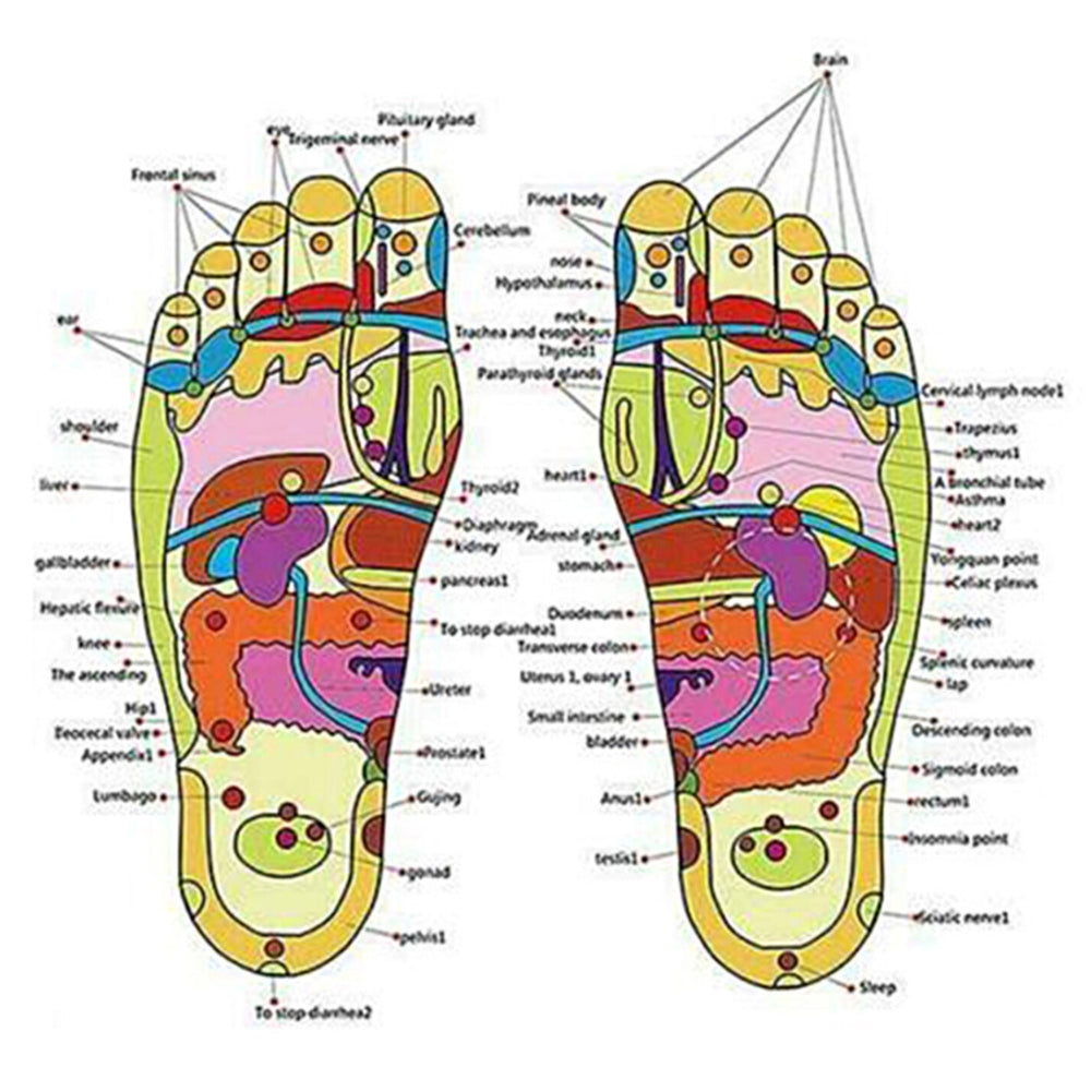 PressurePoint™ Reflexology Slides